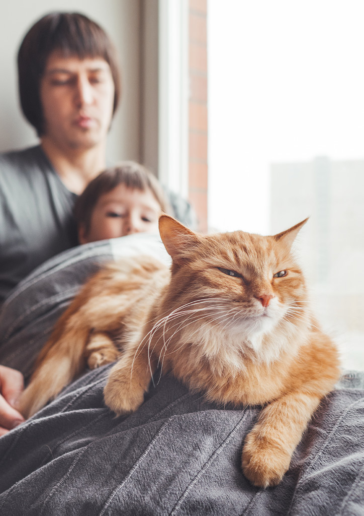understanding cats and their interactions with toddlers