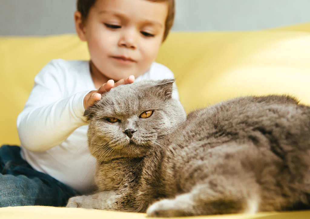 understanding cats and their interactions with toddlers