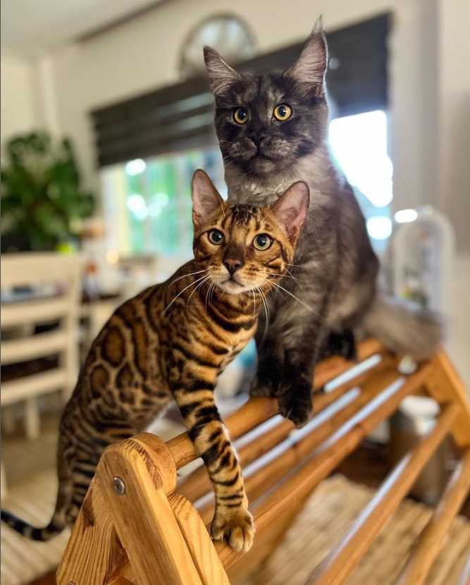 Celebrity Mom Aubrey Miles' Cats: Royal the Bengal and Dragon the Mainecoon!