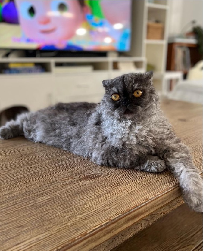 Celebrity mom Aubrey Miles' first cat: Silver the Selkirkrex