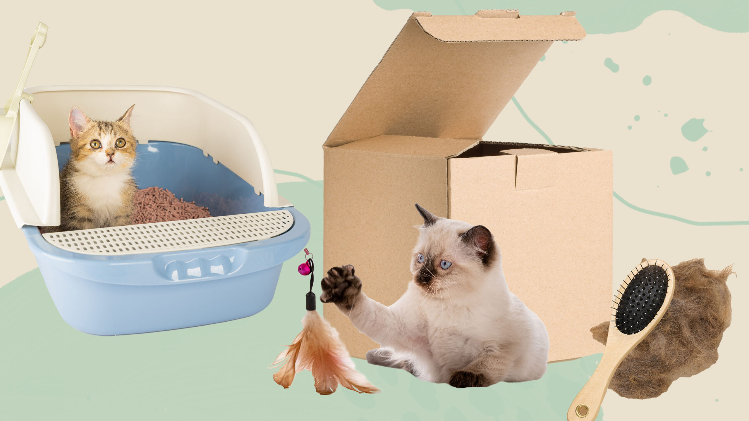 Cat-ifying Your Home: Things Your New Feline Furbaby Needs