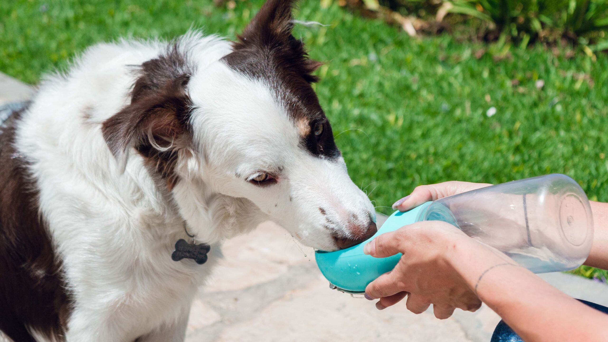 Hydration Hacks: How to Encourage Your Pets to Drink More Water