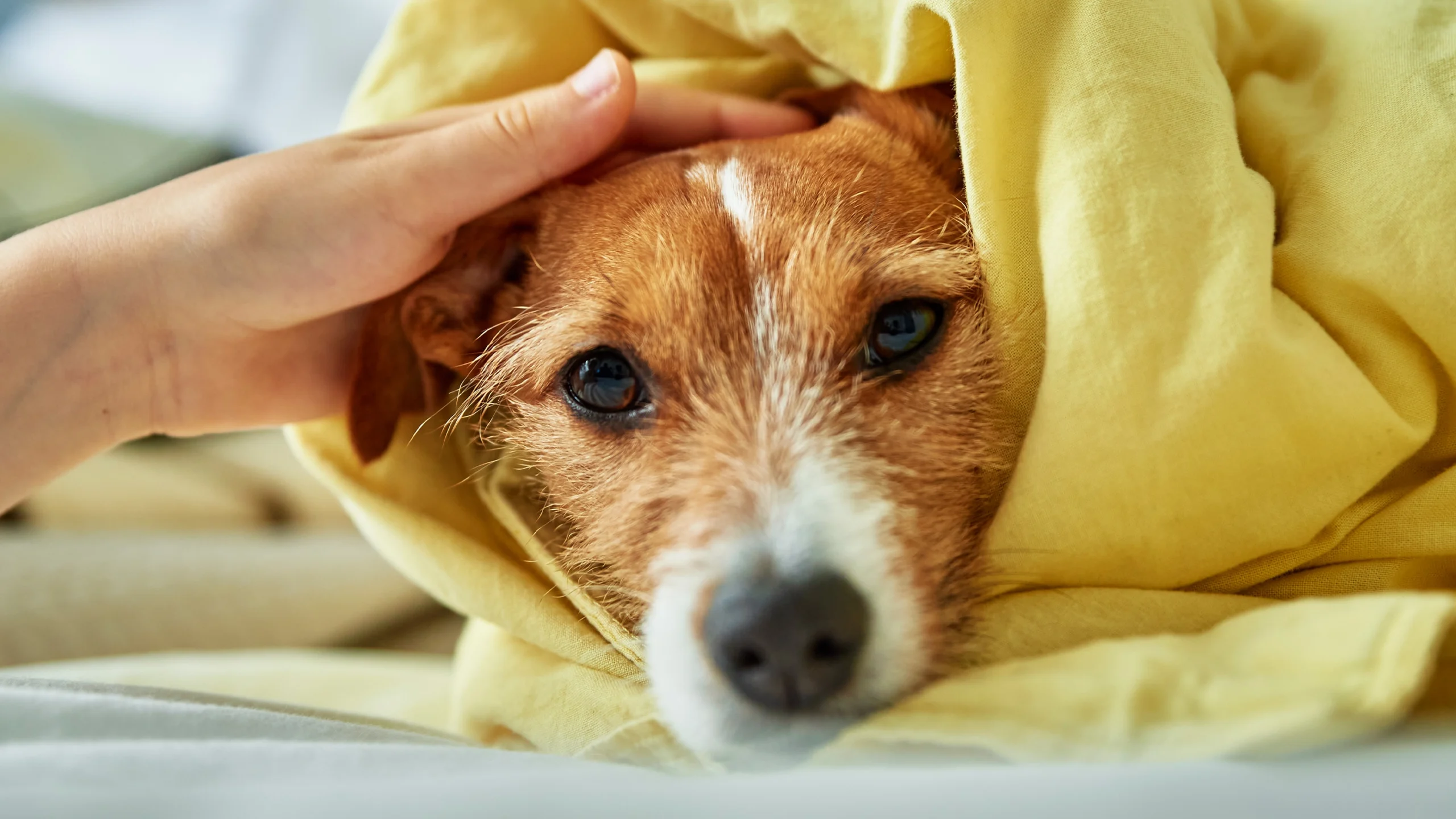 How To Keep Your Furbabies Safe In A Thunderstorm