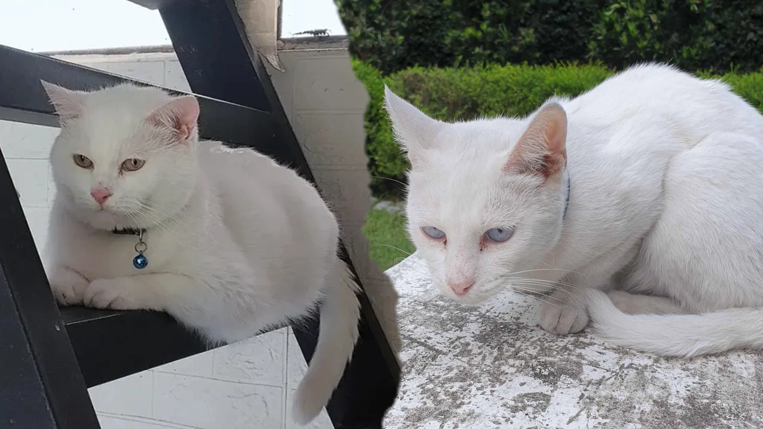 Happily Furever After: Inspiring Cat Adoption Stories